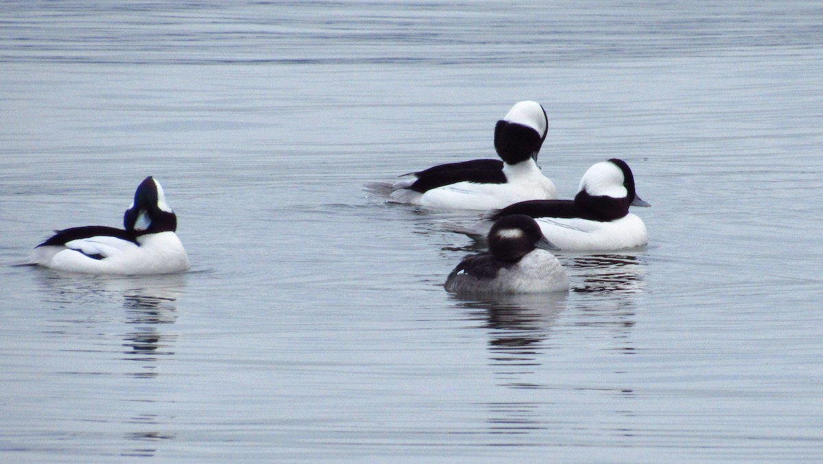 Bufflehead - ML100999591