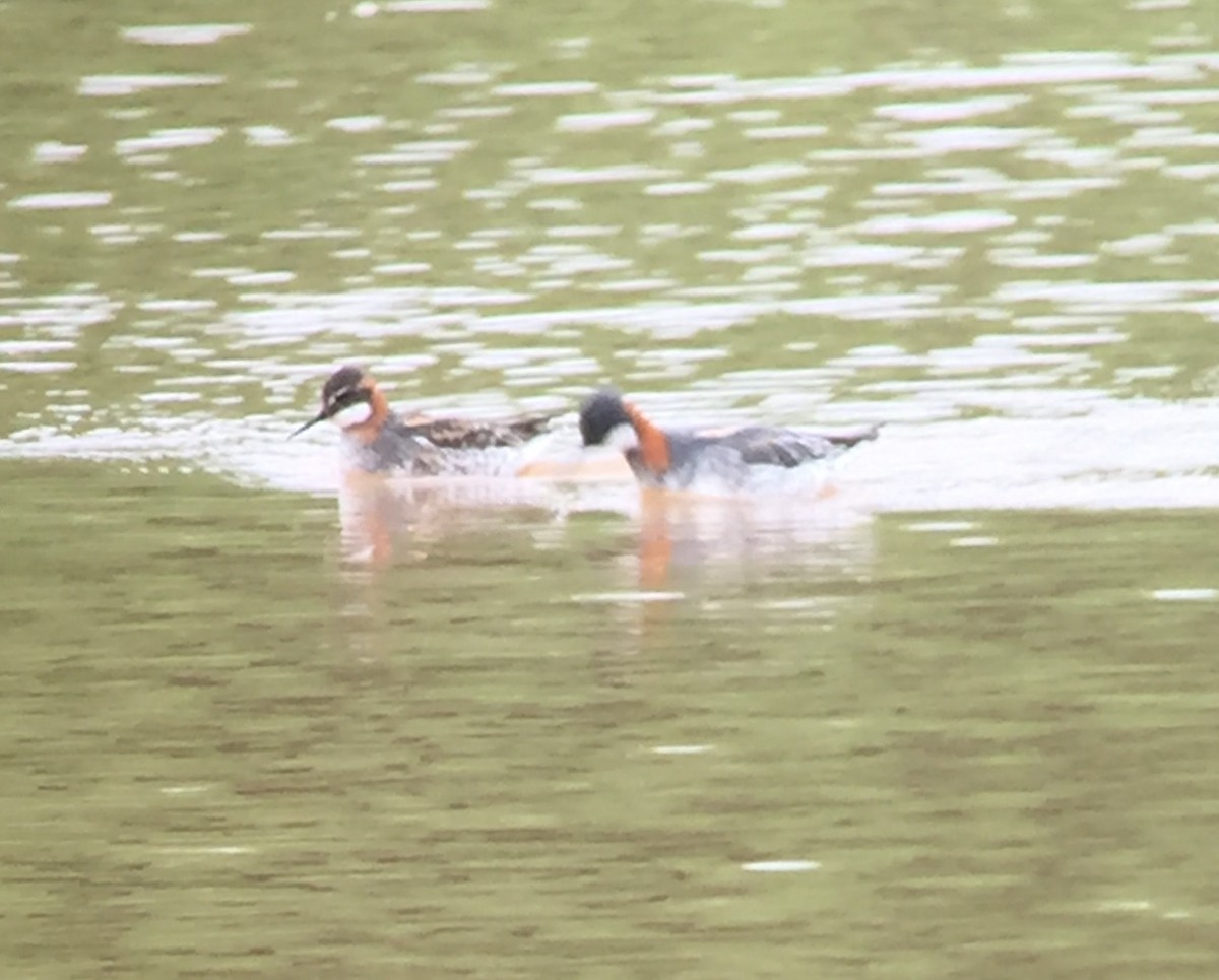 Red-necked Phalarope - ML101004001