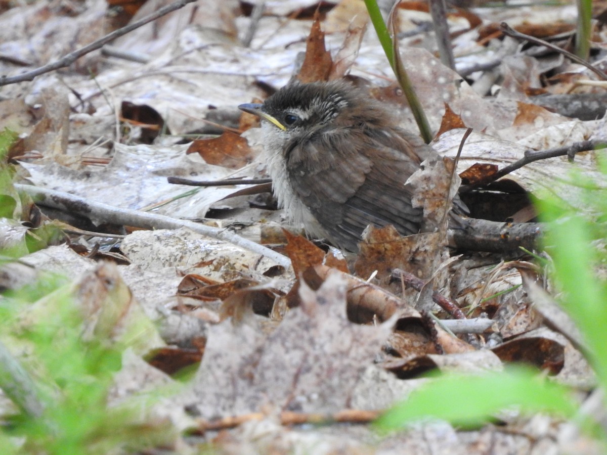 Carolina Wren - ML101004541