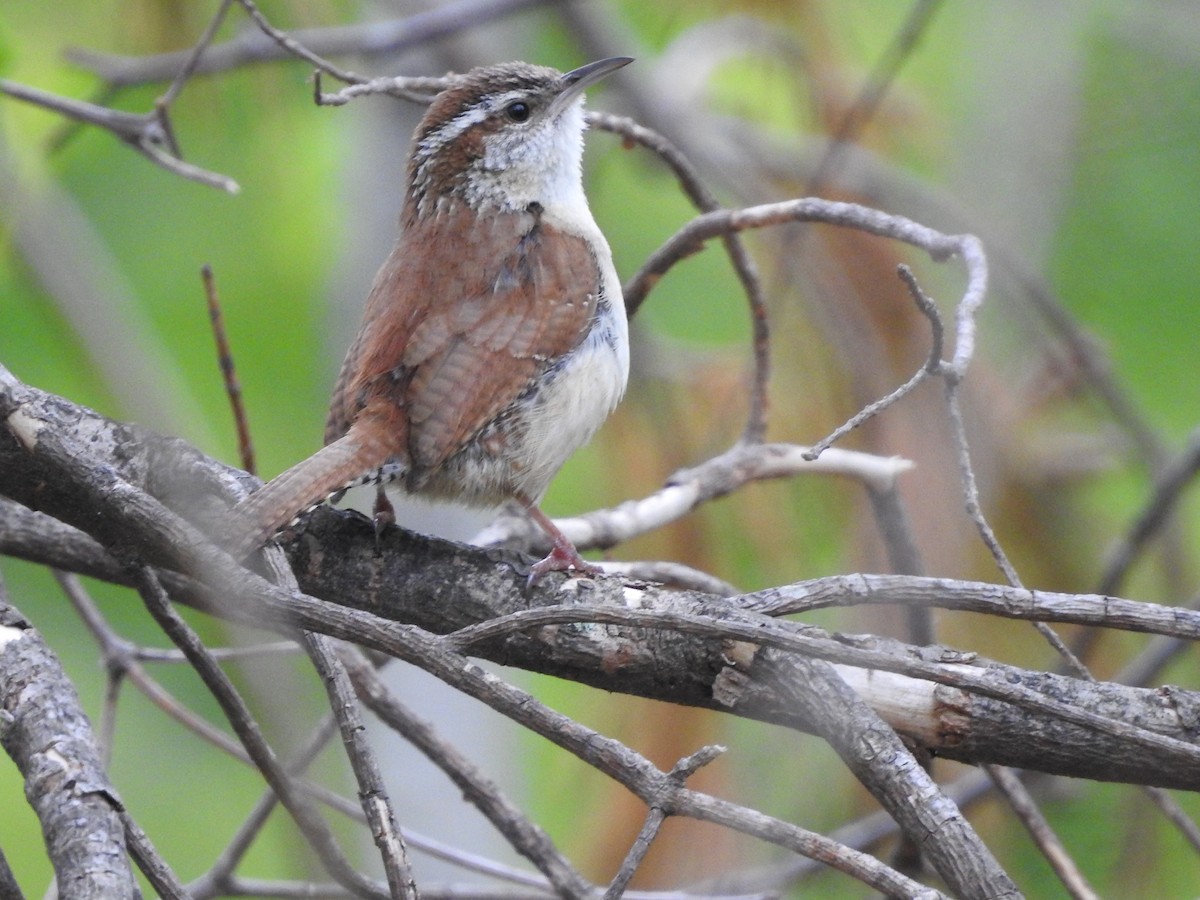 Carolina Wren - ML101004561