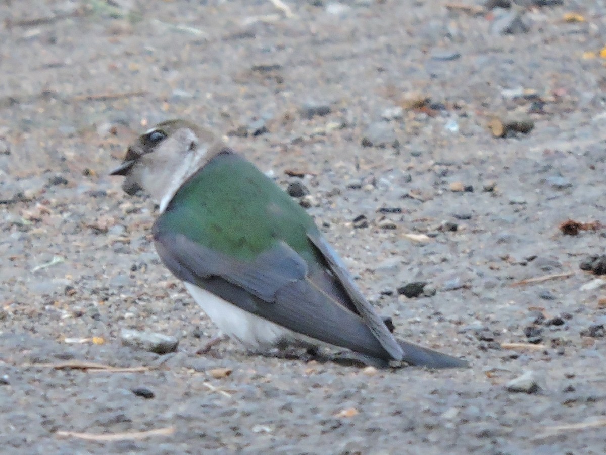 Violet-green Swallow - ML101004791