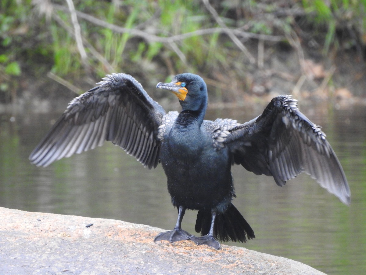 Double-crested Cormorant - ML101005261