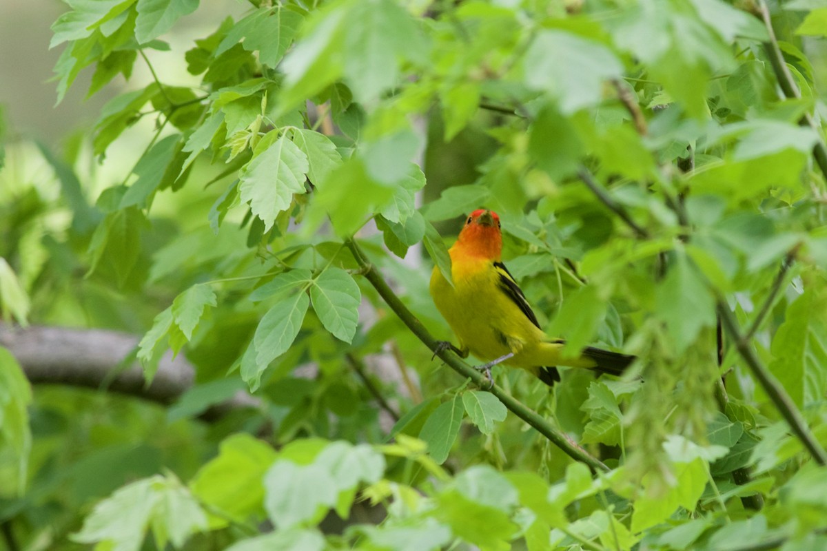 Western Tanager - ML101007831