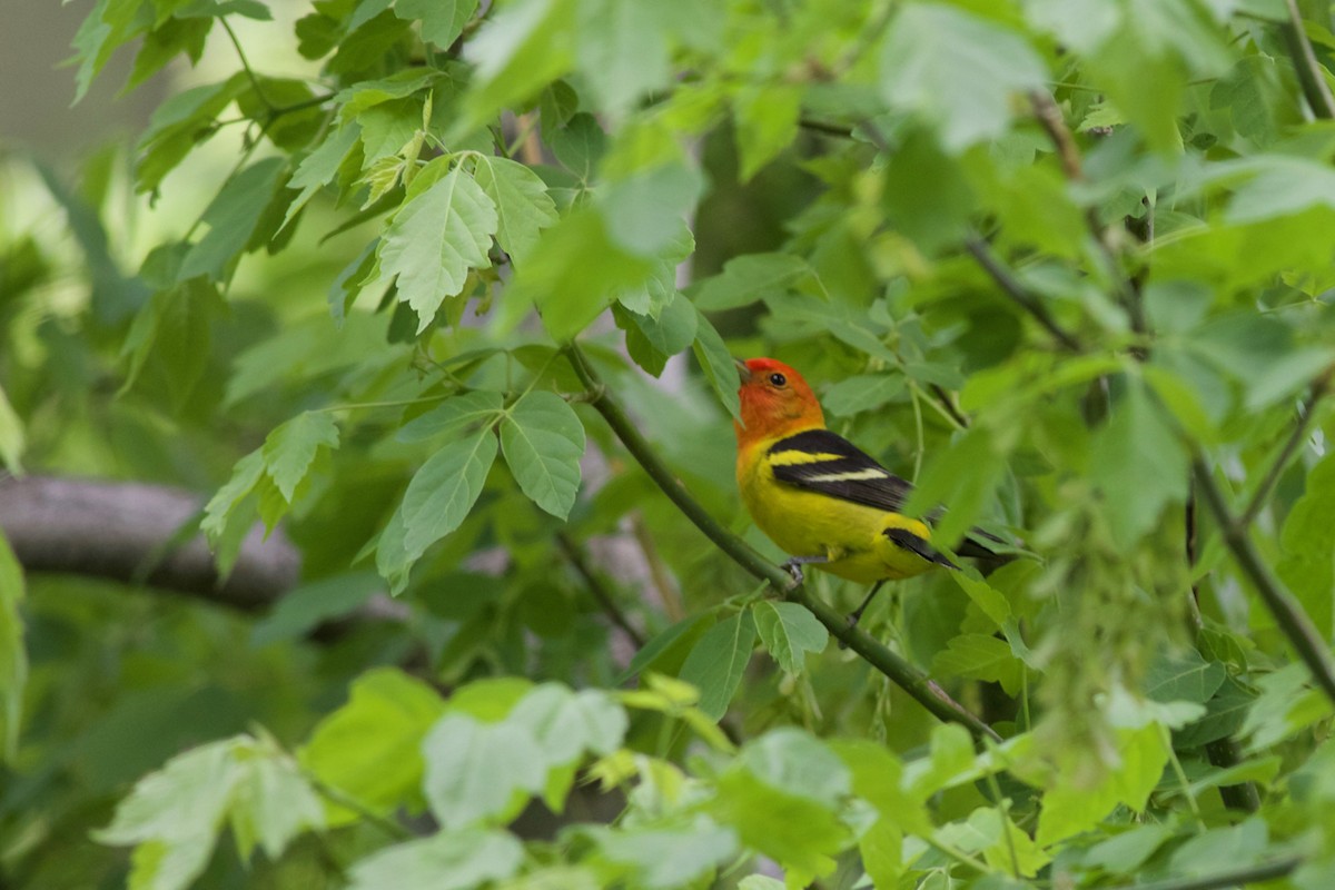 Western Tanager - ML101007841