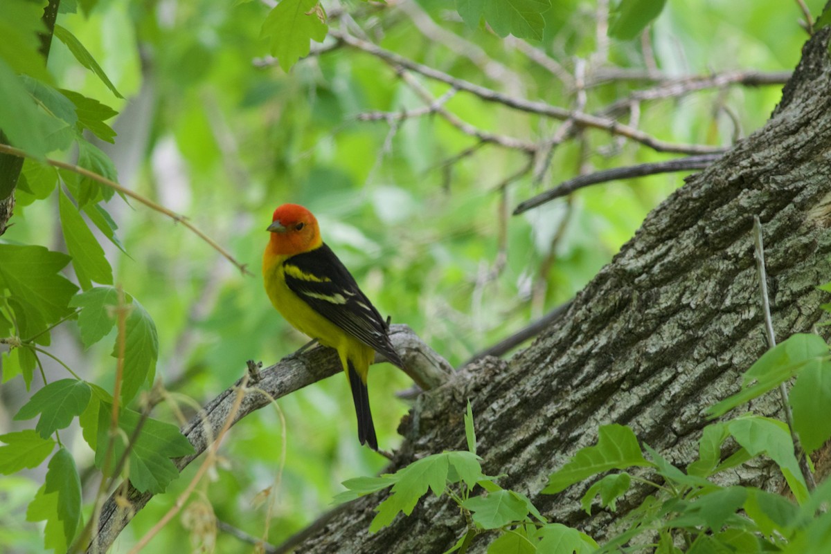 Western Tanager - ML101007851