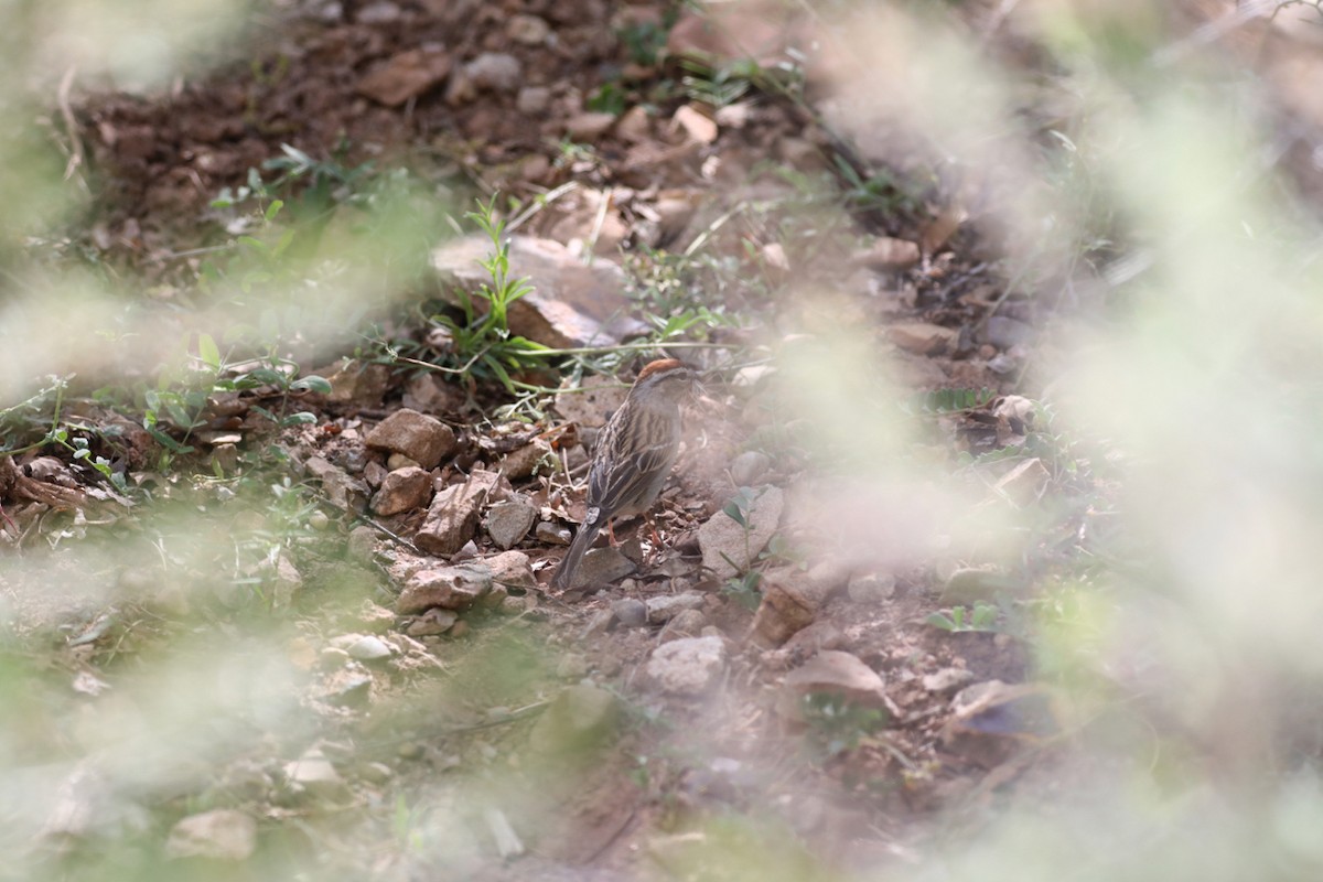 Chipping Sparrow - ML101008381