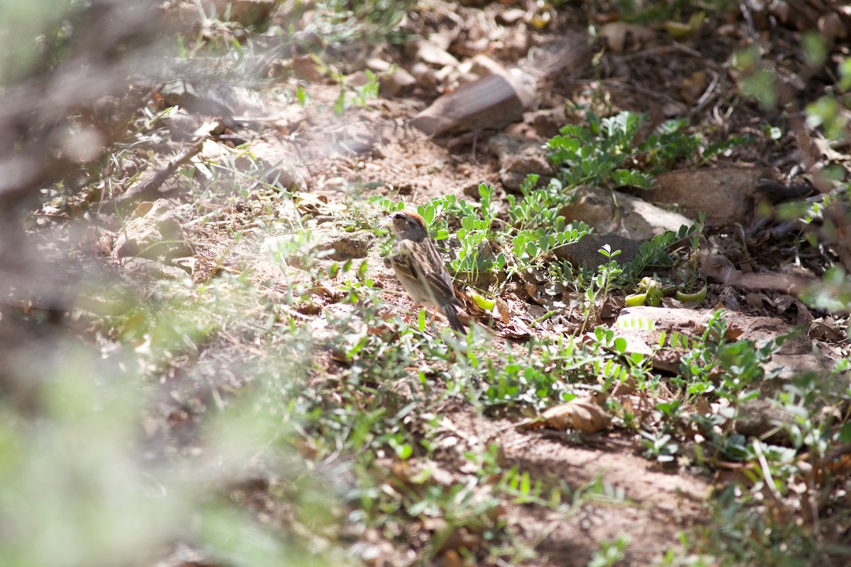 Chipping Sparrow - ML101008391