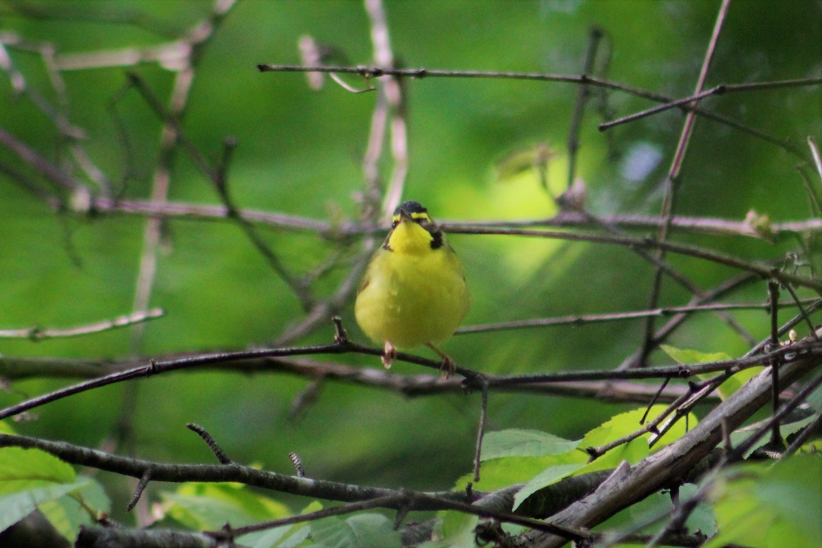 Kentucky Warbler - ML101008731