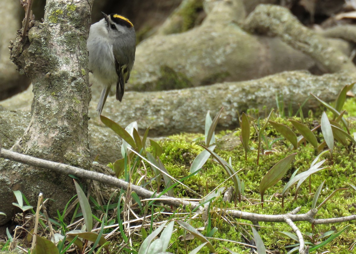 Golden-crowned Kinglet - ML101009841