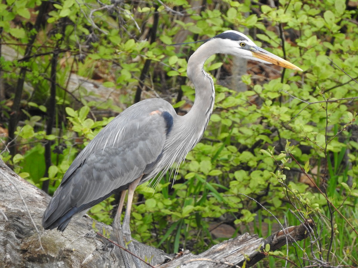 Great Blue Heron - ML101010631