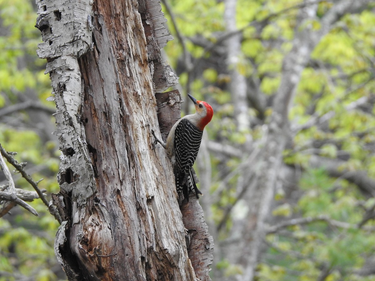 Red-bellied Woodpecker - ML101010891