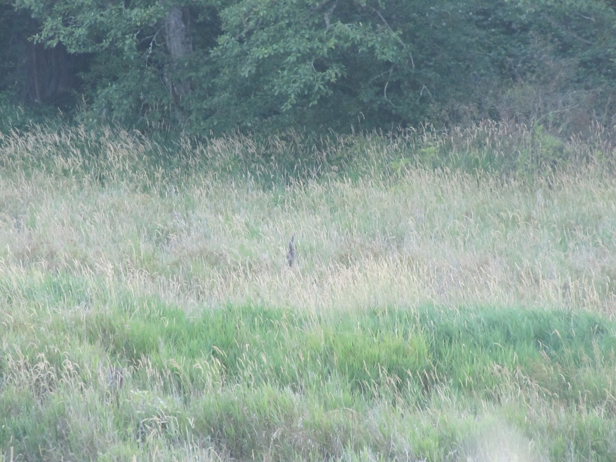 American Bittern - ML101010961