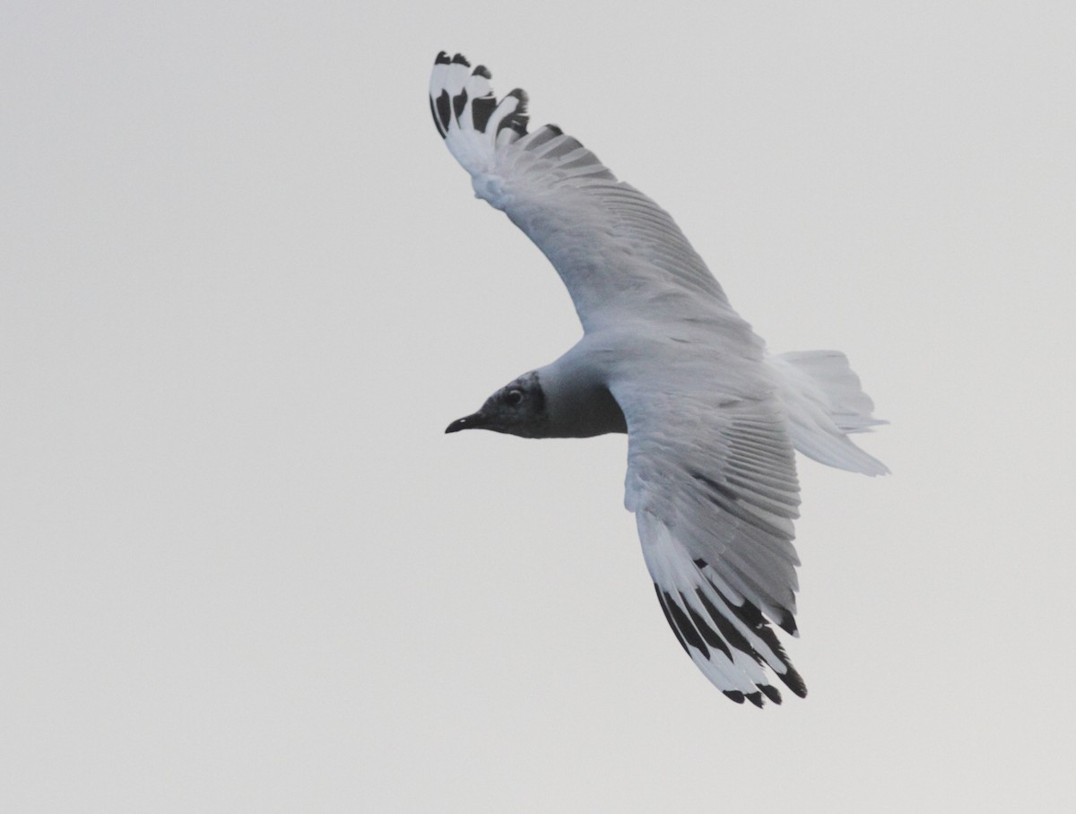 Andean Gull - ML101011761