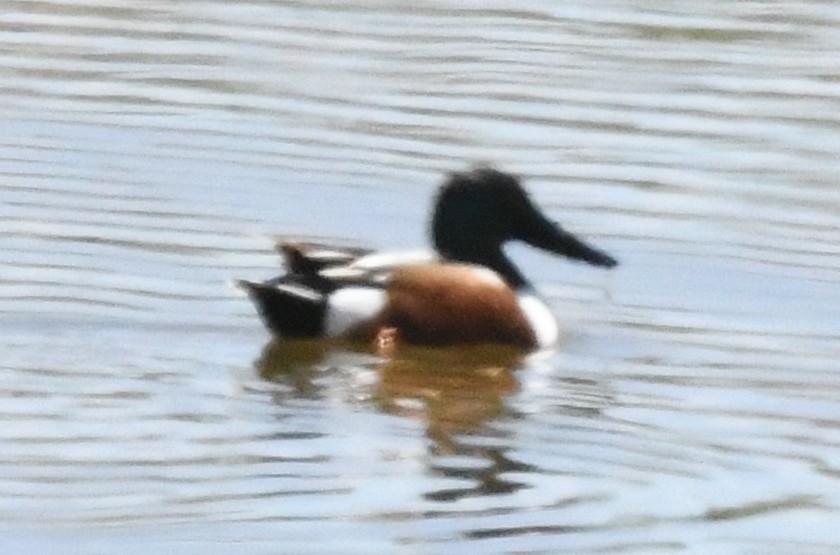 Northern Shoveler - ML101012441