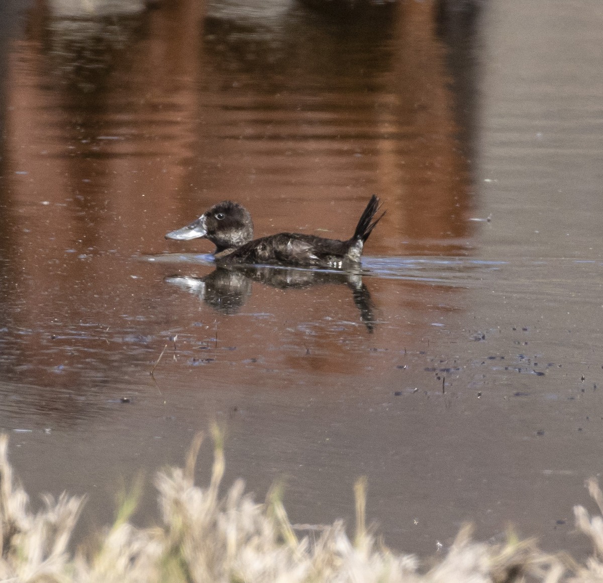 Andean Duck (ferruginea) - ML101015531