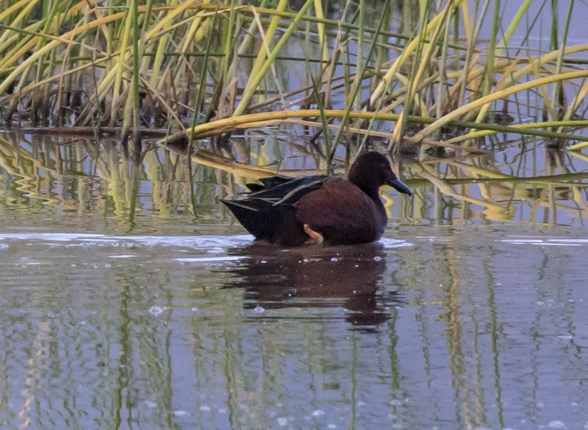 Cinnamon Teal - ML101015851