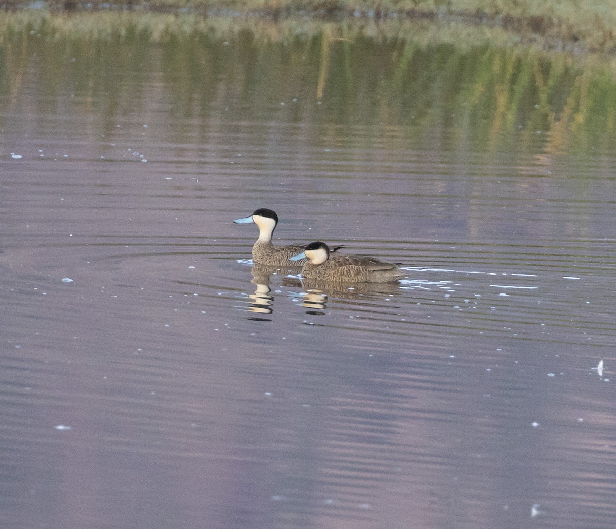 Puna Teal - Mouser Williams