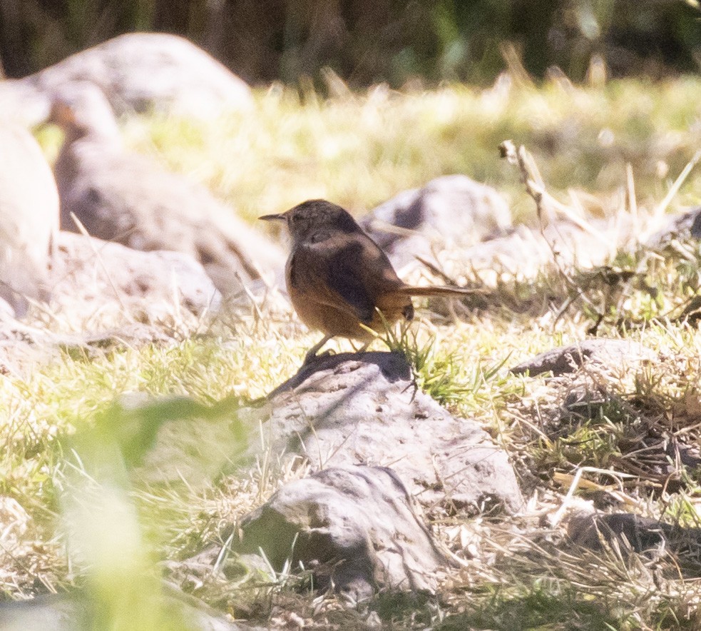 Streak-fronted Thornbird - ML101016751