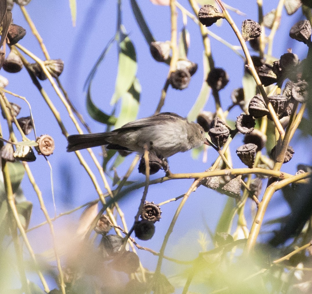 White-crested Elaenia - ML101017781