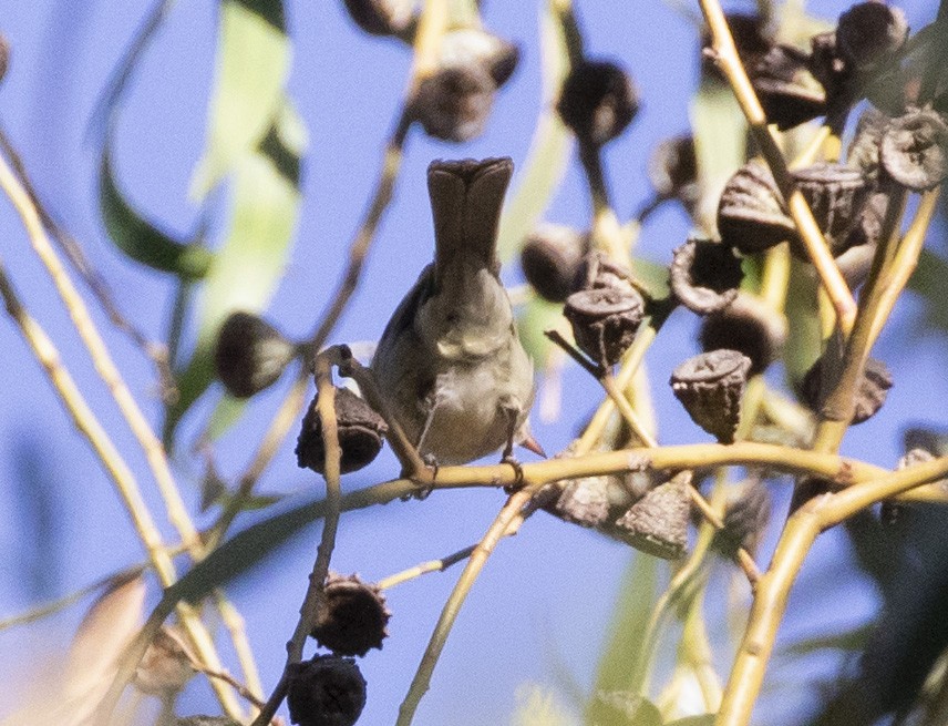 White-crested Elaenia - ML101017801