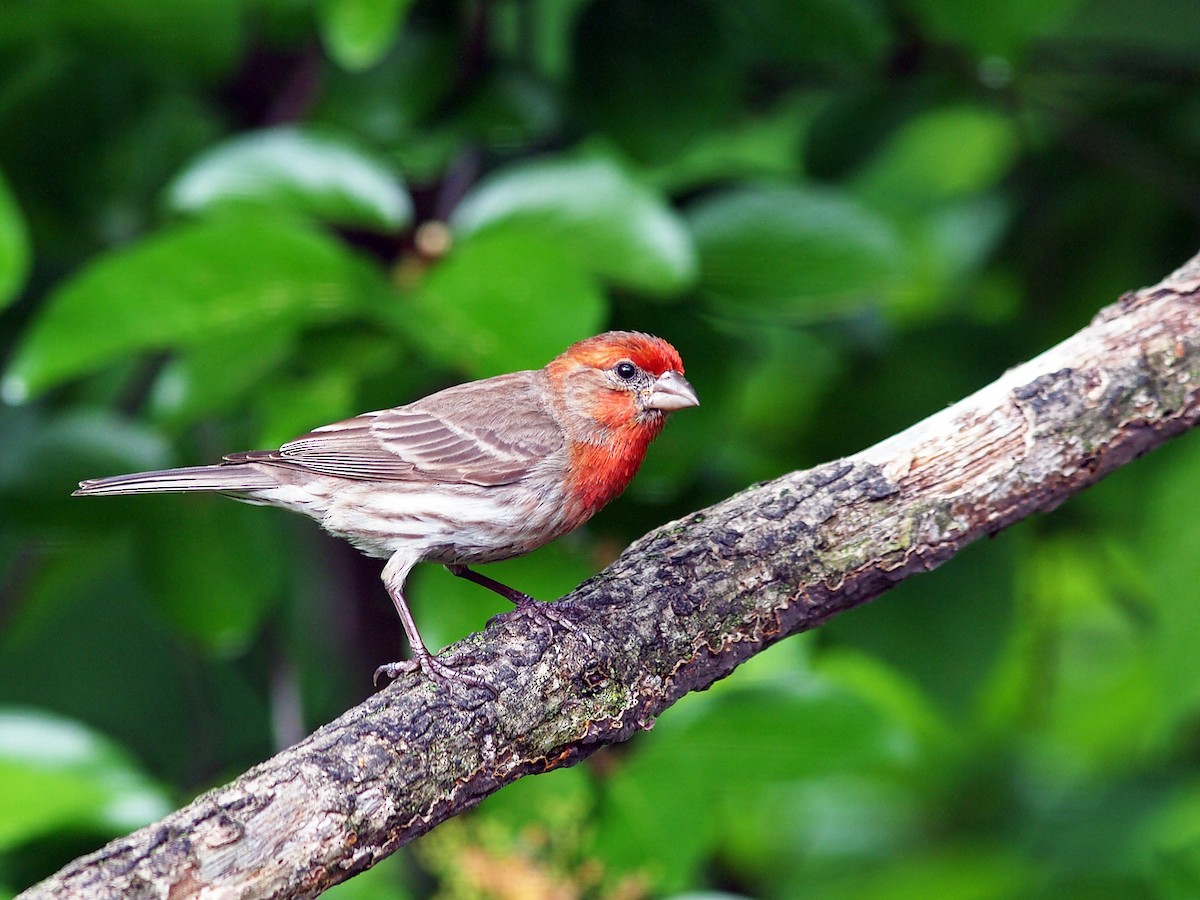 House Finch - ML101018011