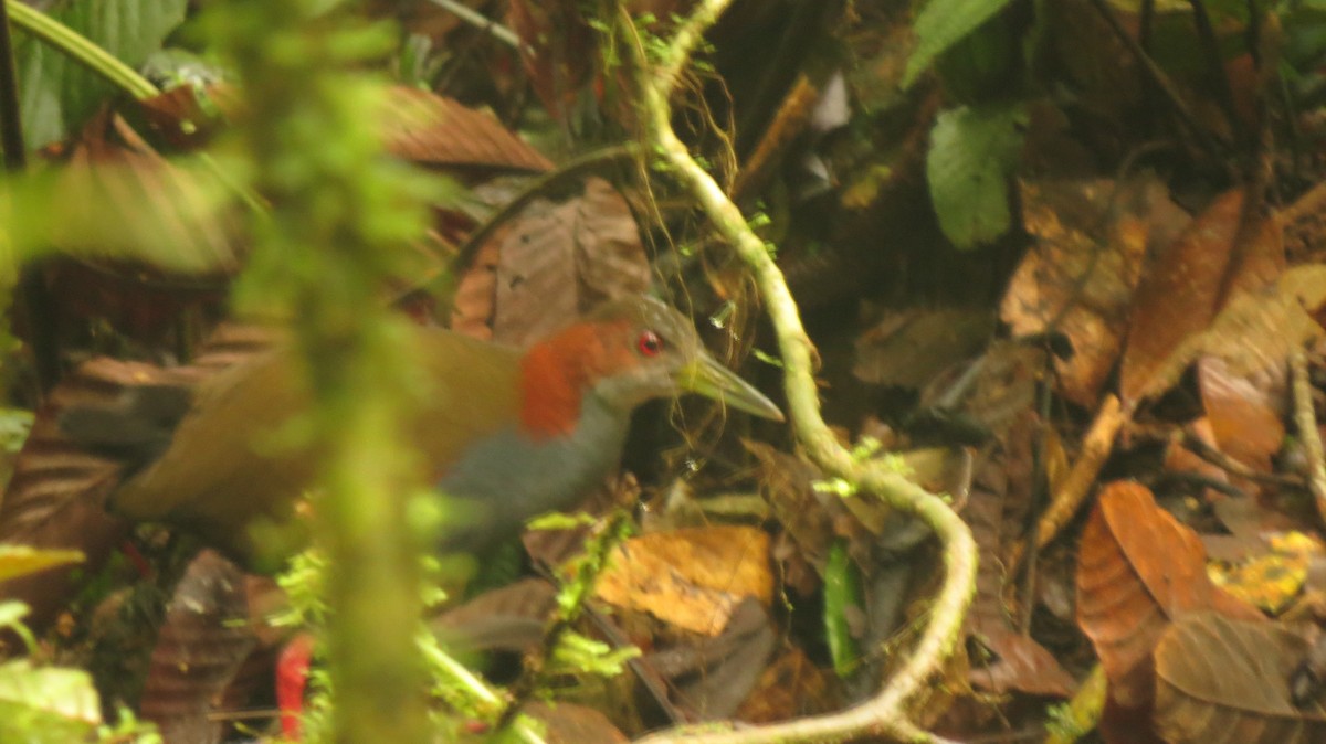 Red-winged Wood-Rail - ML101018161