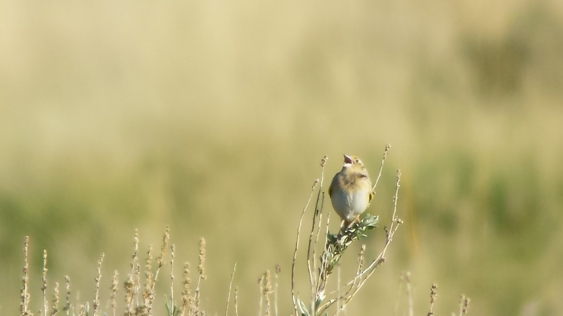 Grasshopper Sparrow - Joshua Covill