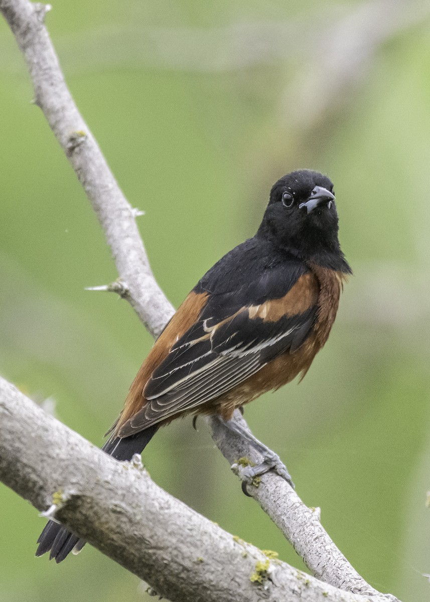 Orchard Oriole - Robert Michaelson