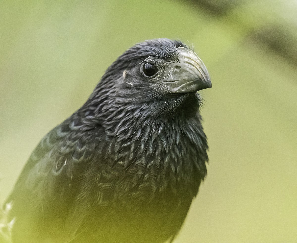 Groove-billed Ani - ML101019521