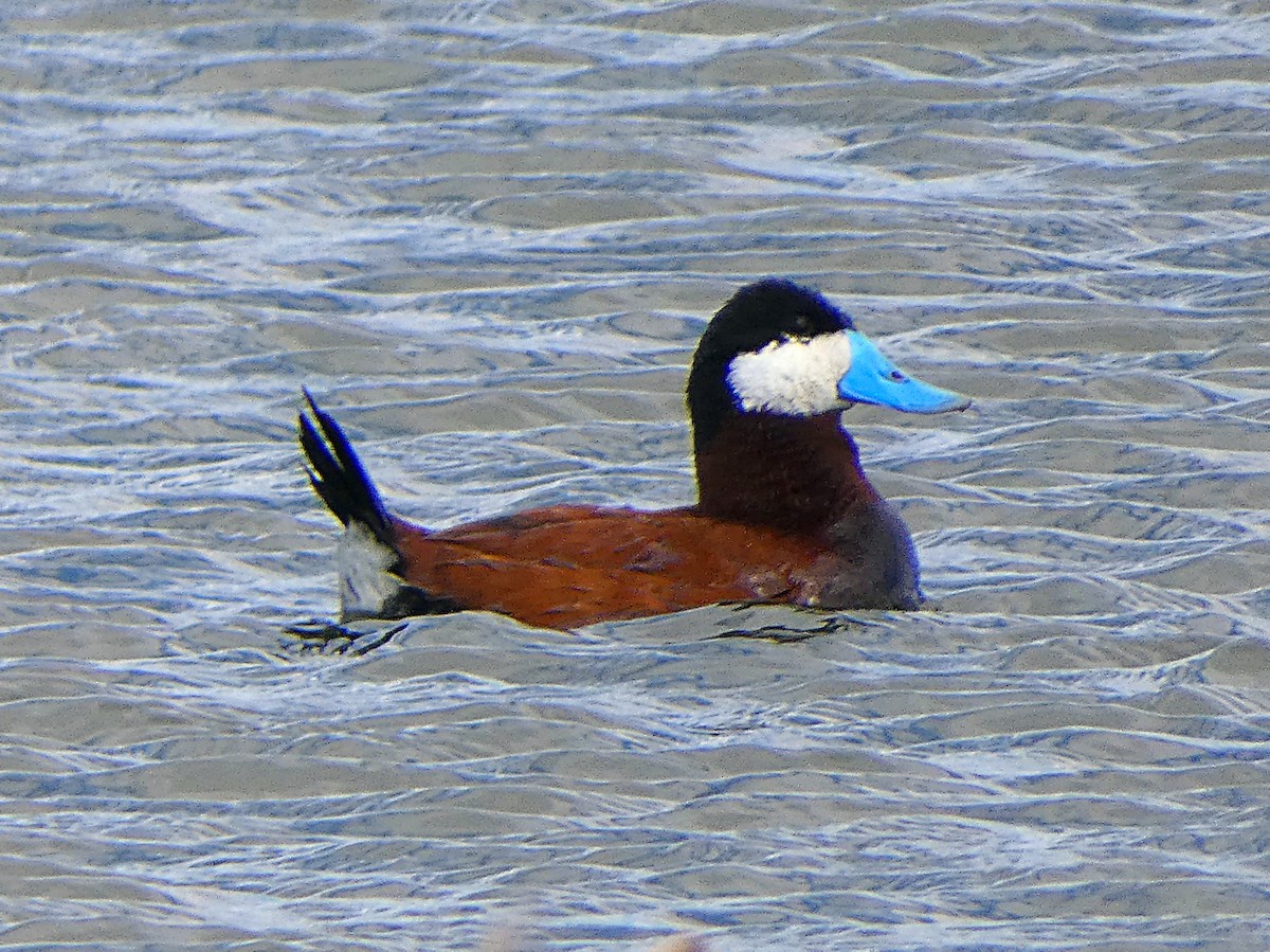 Ruddy Duck - ML101019791