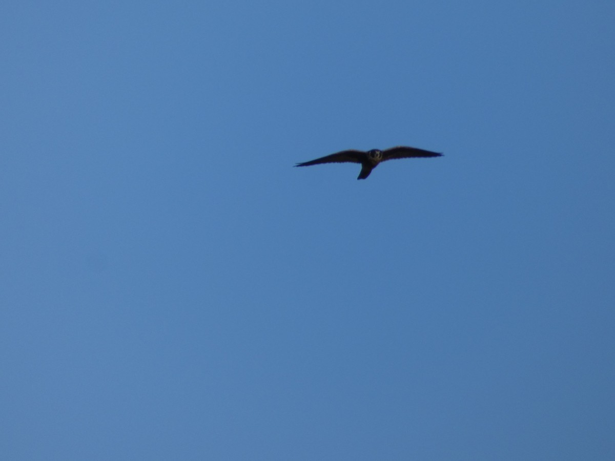 Australian Hobby - Nick Lambert