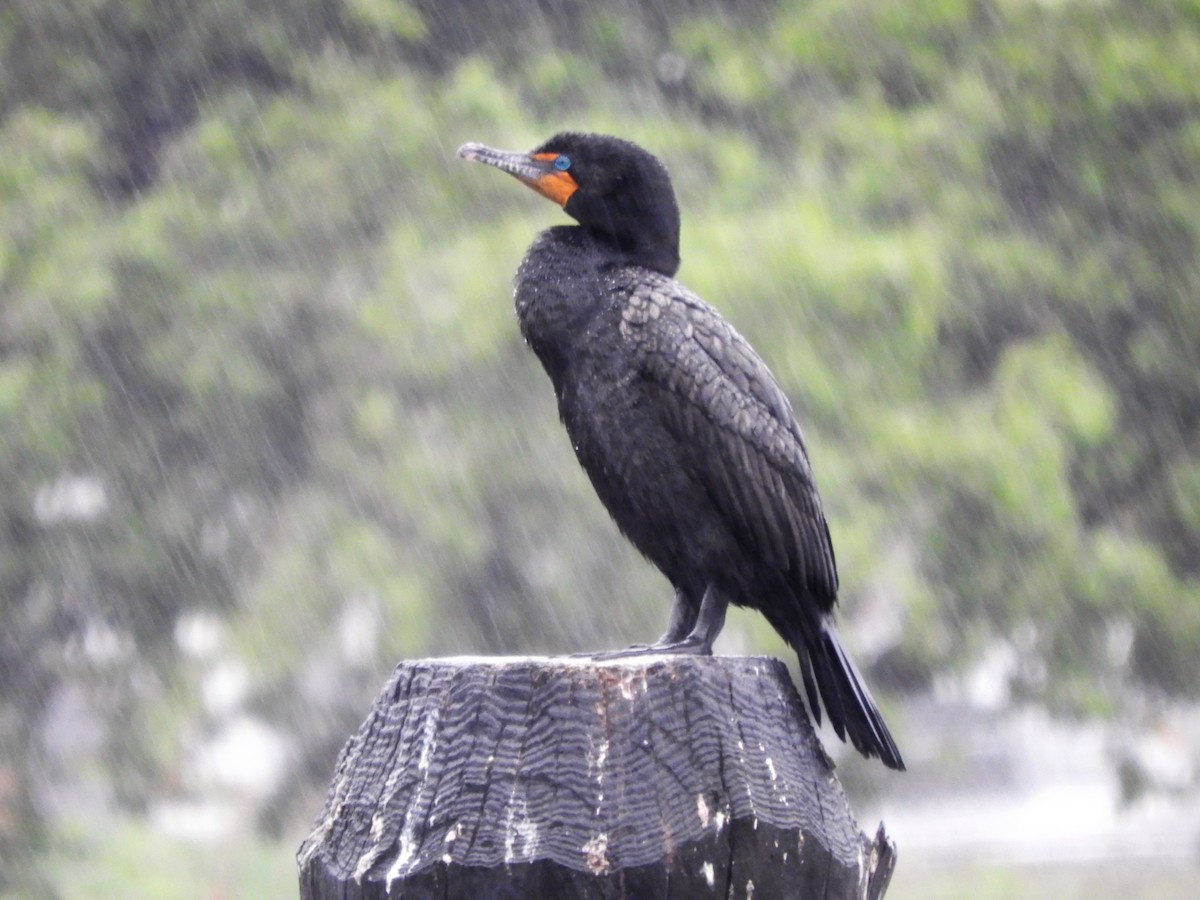 Double-crested Cormorant - ML101020211