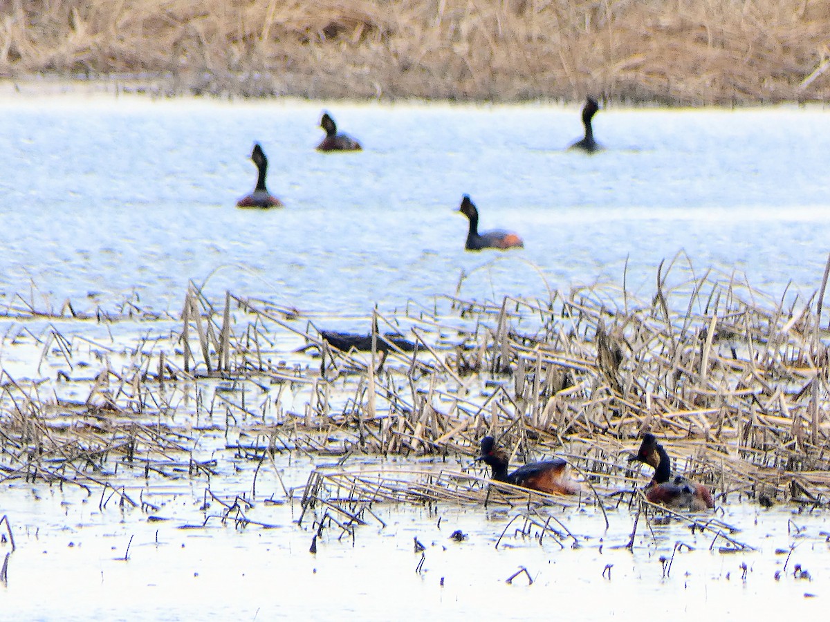 Eared Grebe - ML101020231