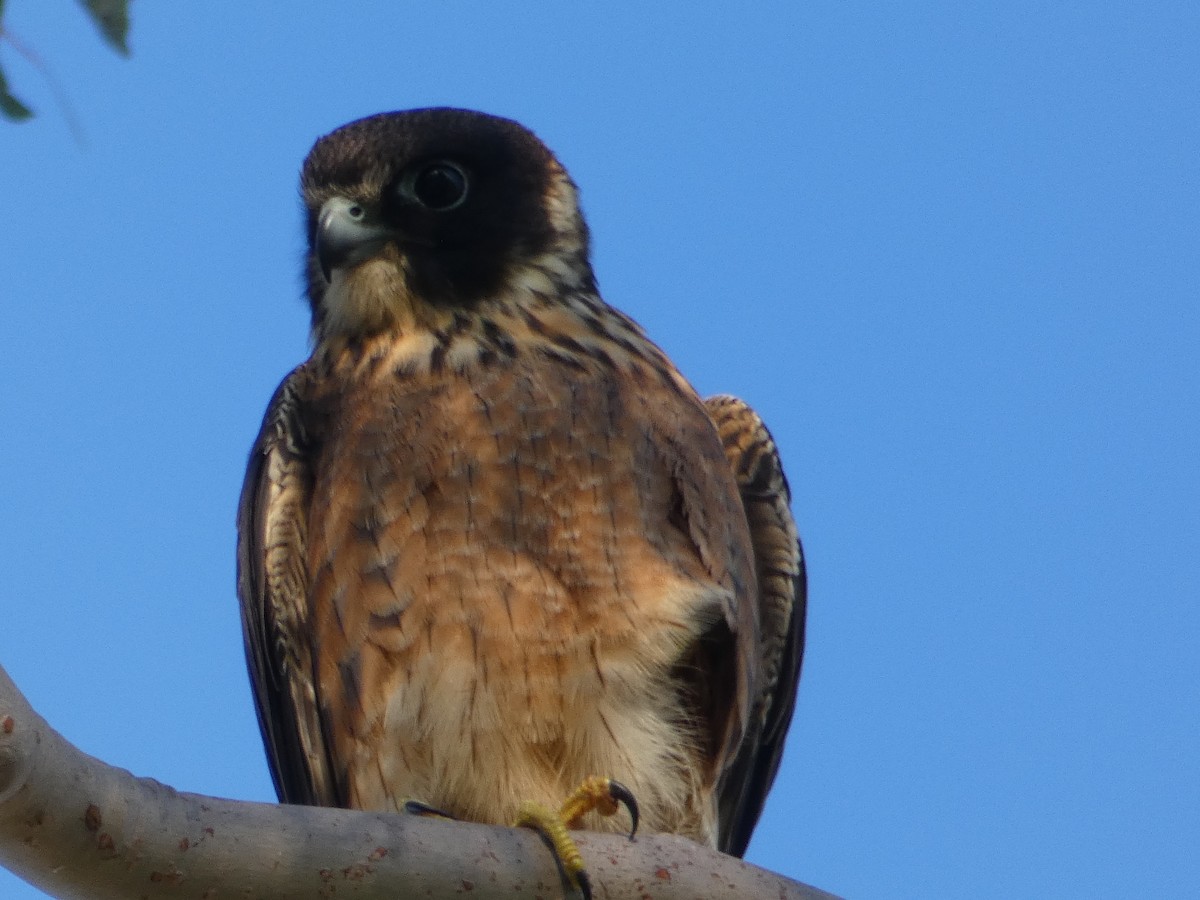 Australian Hobby - ML101020301