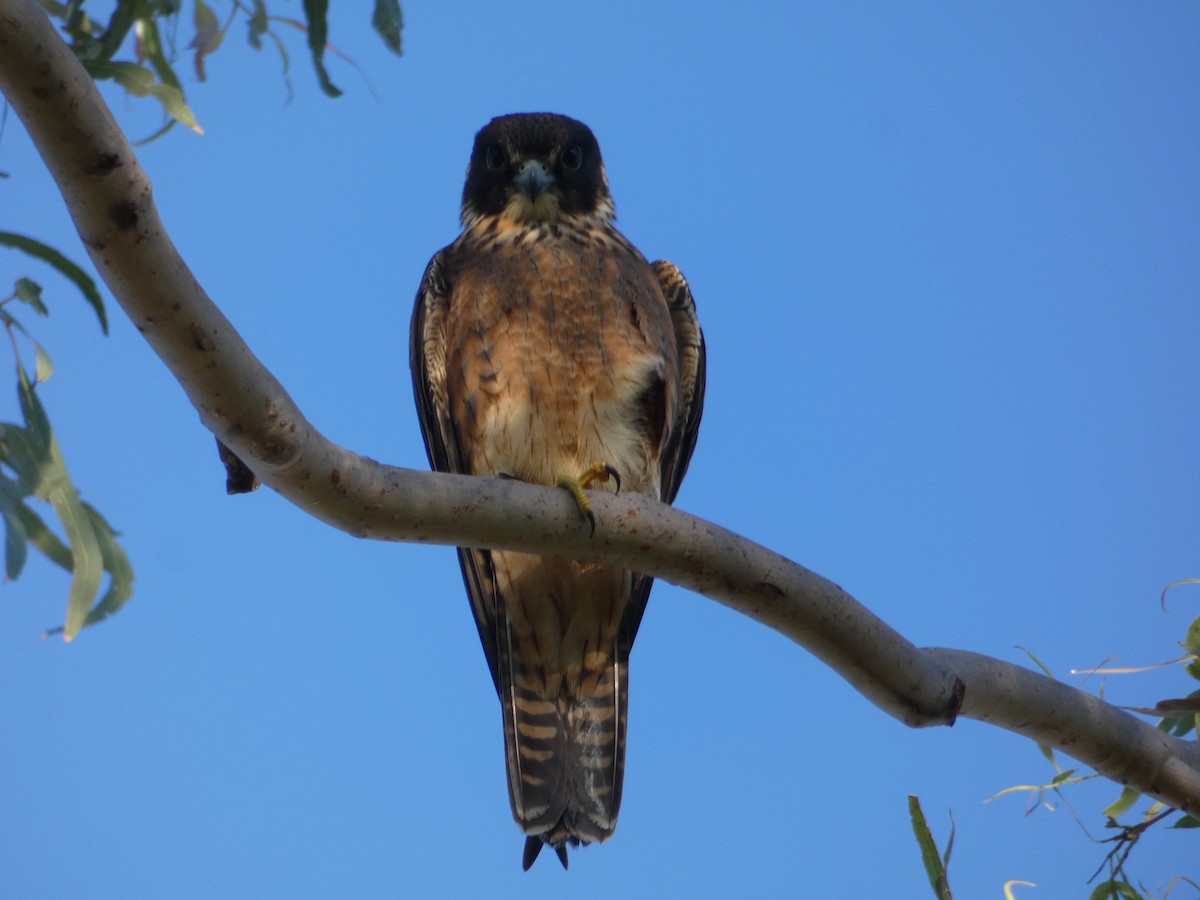 Australian Hobby - Nick Lambert