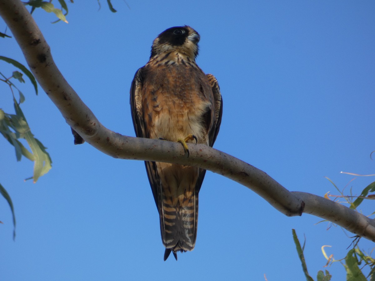 Alcotán Australiano - ML101020381