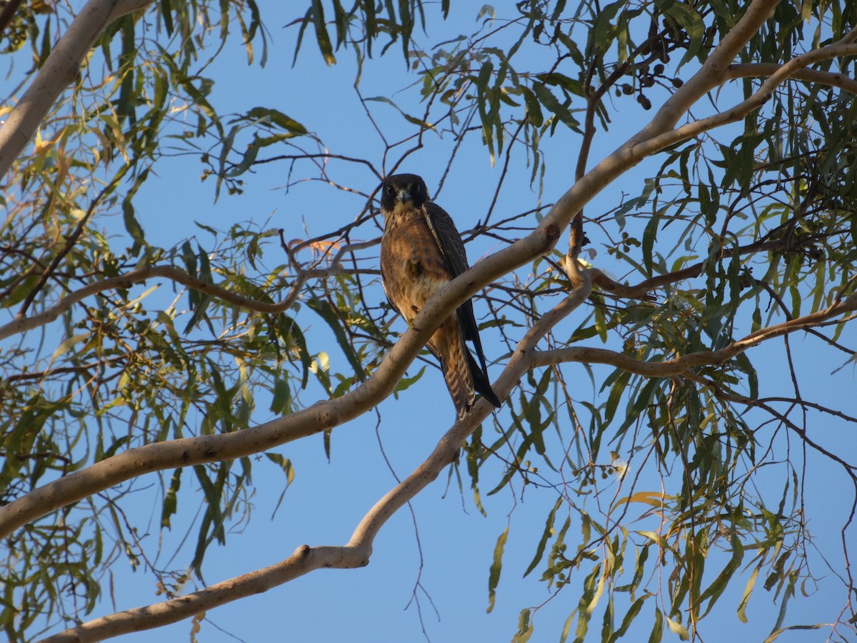 ostříž australský - ML101020411