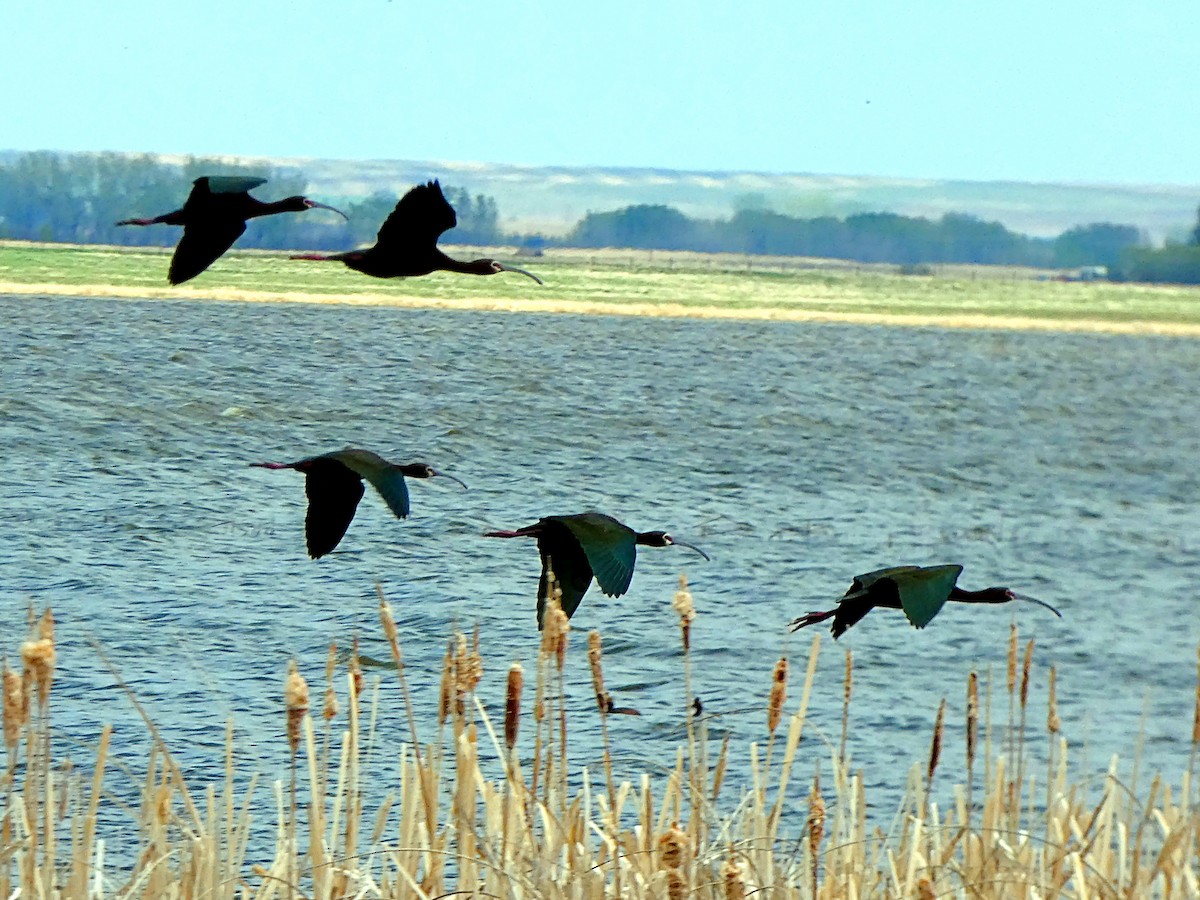 White-faced Ibis - ML101020501