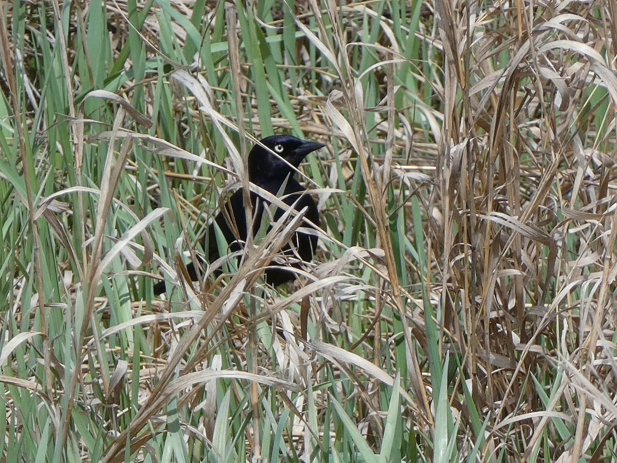 Brewer's Blackbird - ML101021161