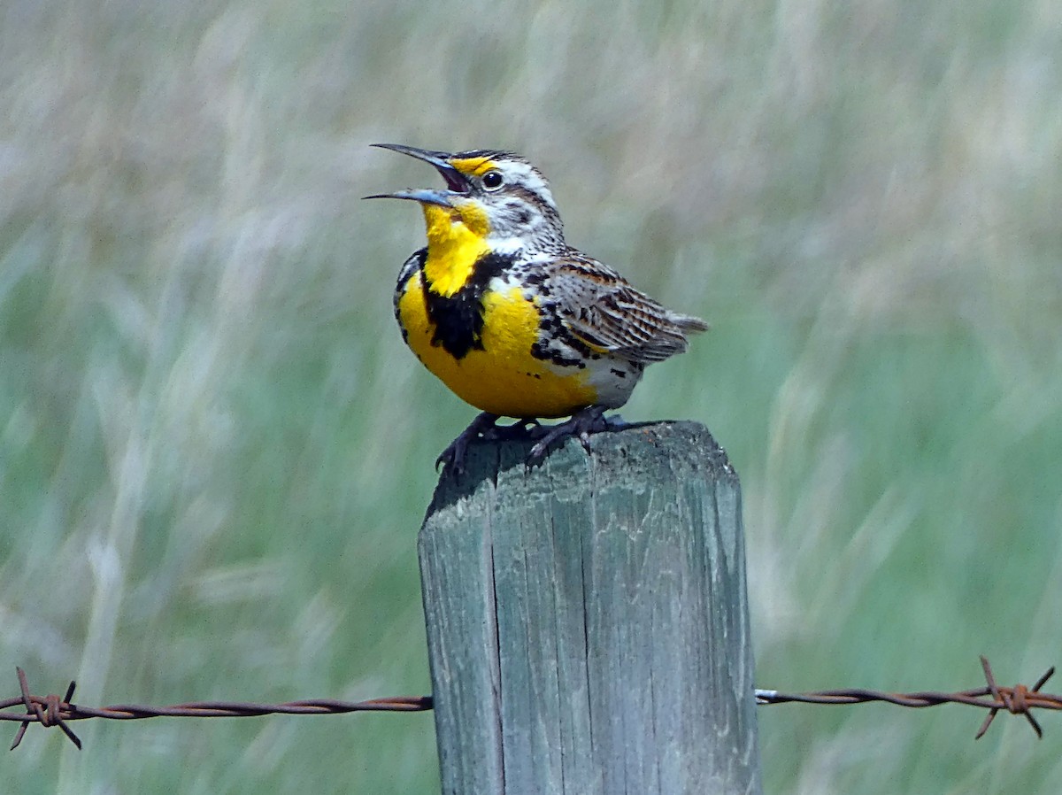 Western Meadowlark - ML101021291