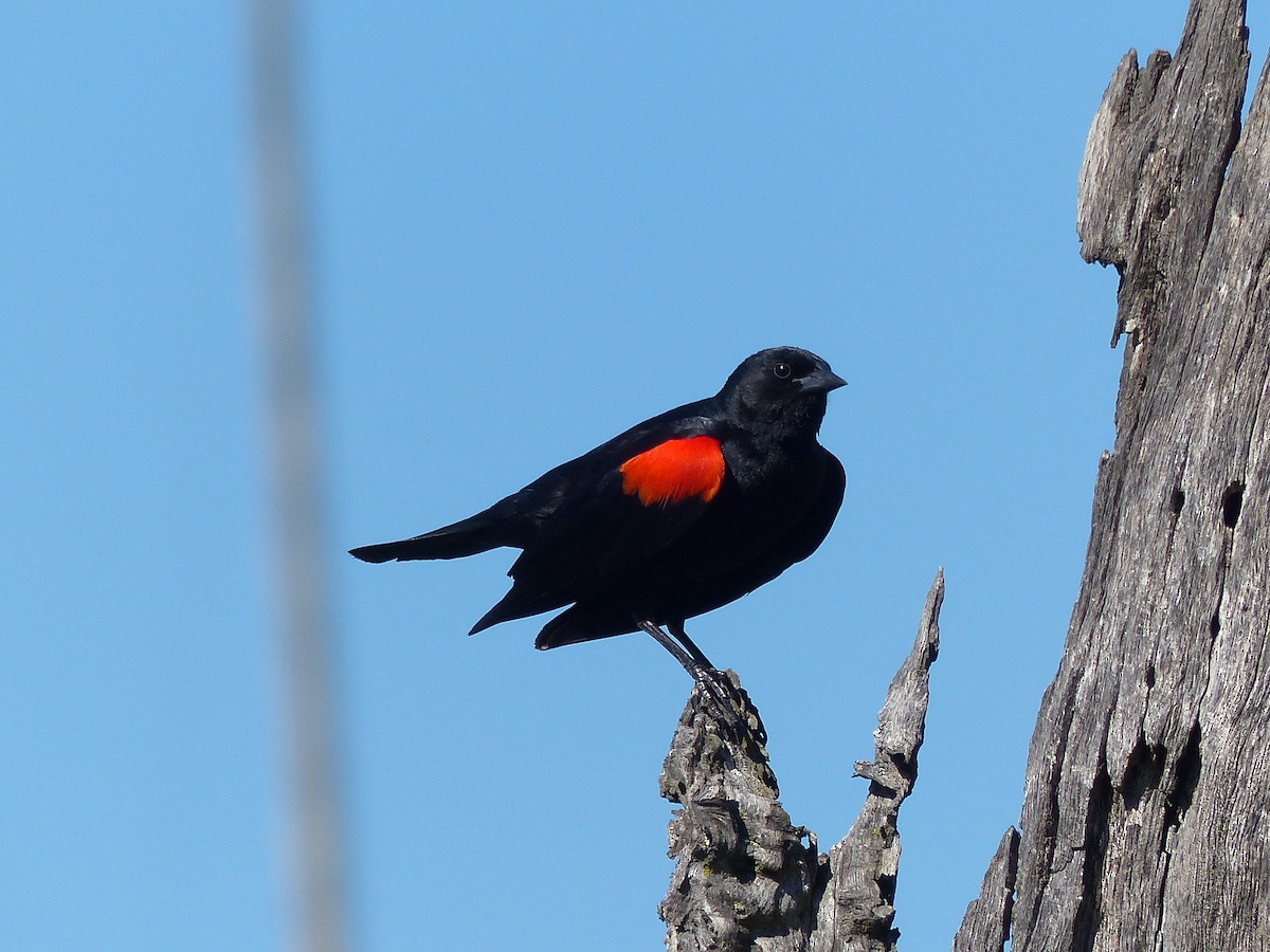 Red-winged Blackbird - Carter Gasiorowski