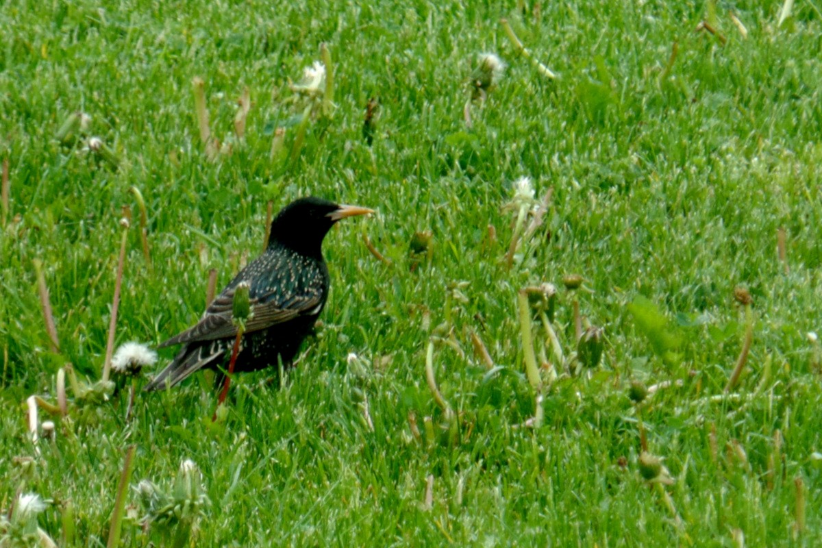 European Starling - Kendall Purser