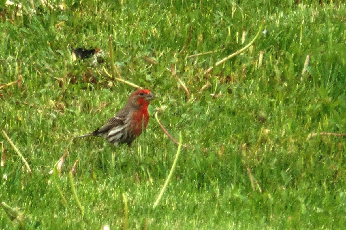 House Finch - ML101025331