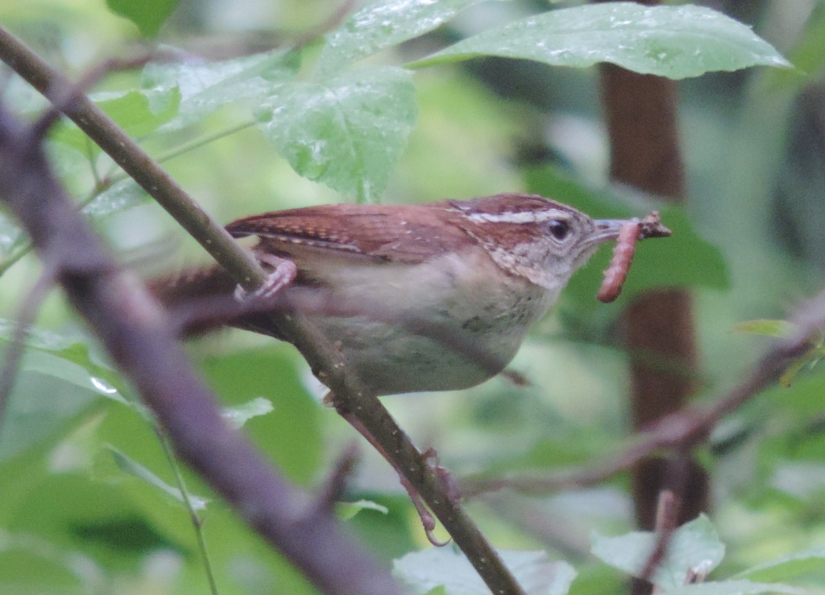 Carolina Wren - ML101025821