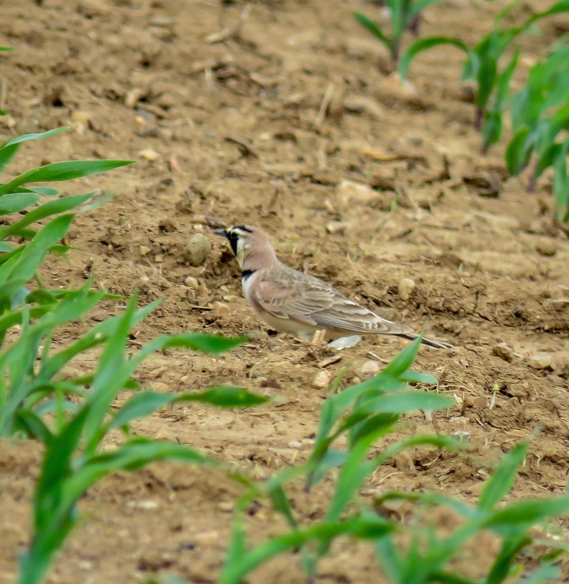 Horned Lark - ML101026701