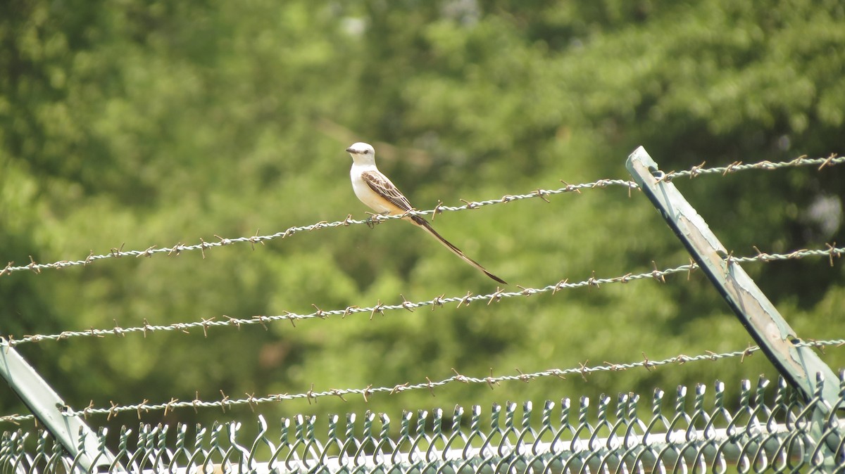 Scissor-tailed Flycatcher - ML101027681