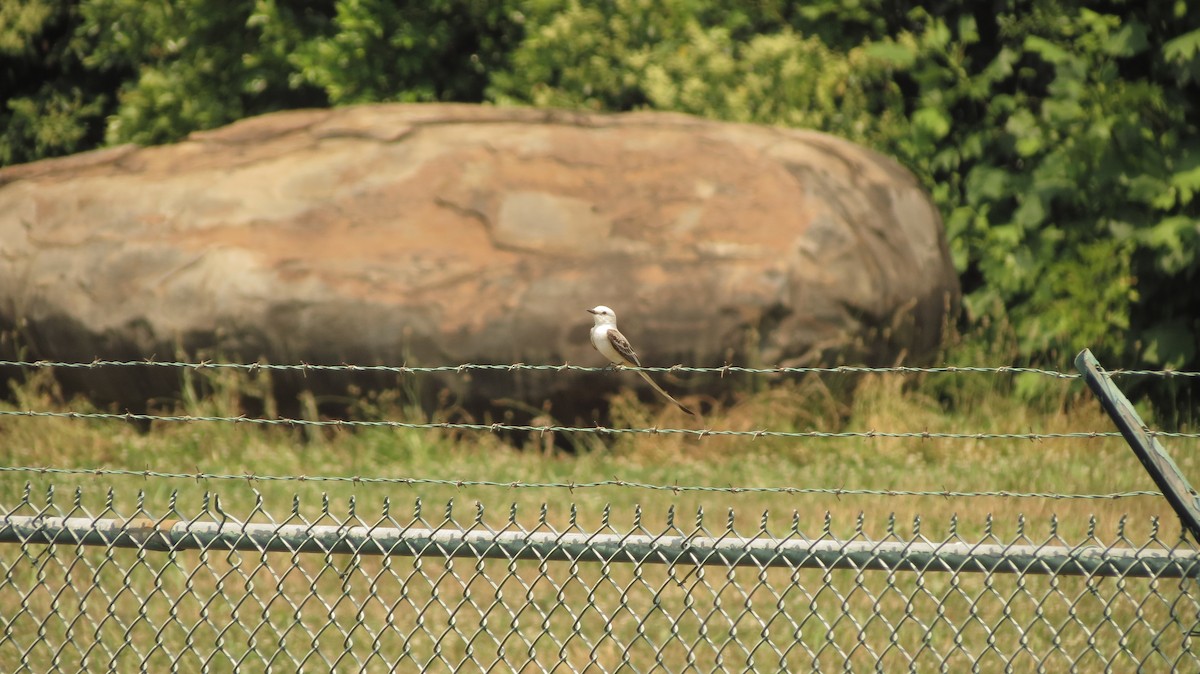 Scissor-tailed Flycatcher - ML101028031