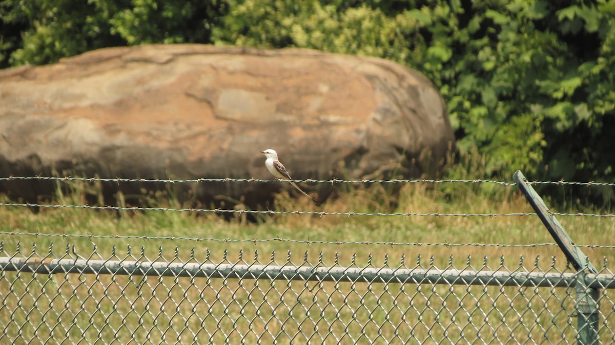 Scissor-tailed Flycatcher - ML101028041