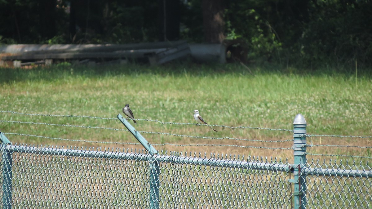 Scissor-tailed Flycatcher - ML101028121