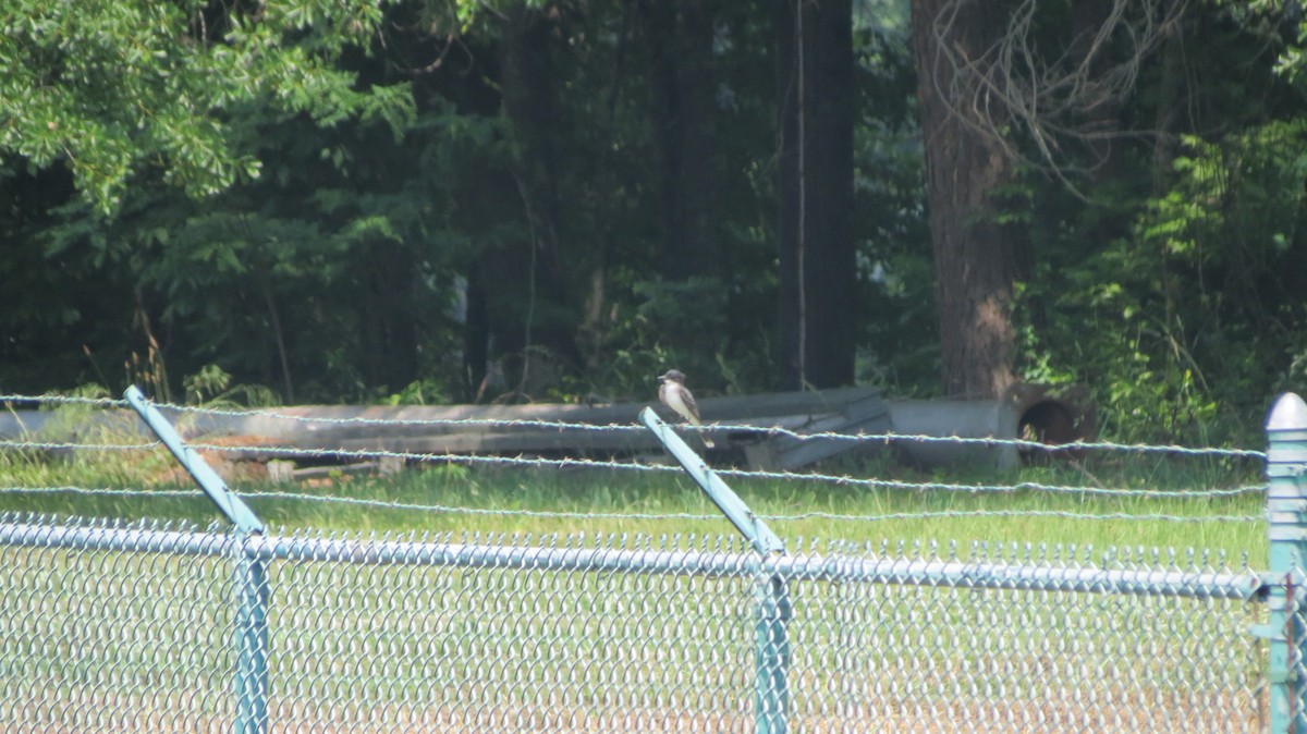 Eastern Kingbird - ML101028421